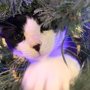 Meet your Posher, Taylor